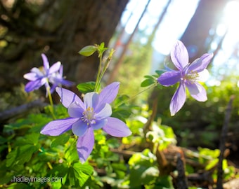 Mountain Columbine Photography of Columbine in Mountains Wildflower Wall Art