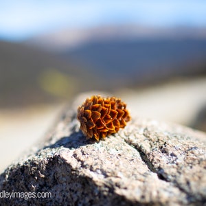 Pine Cone Photography of Pine Cone in Rockies Pine Cone Wall Art