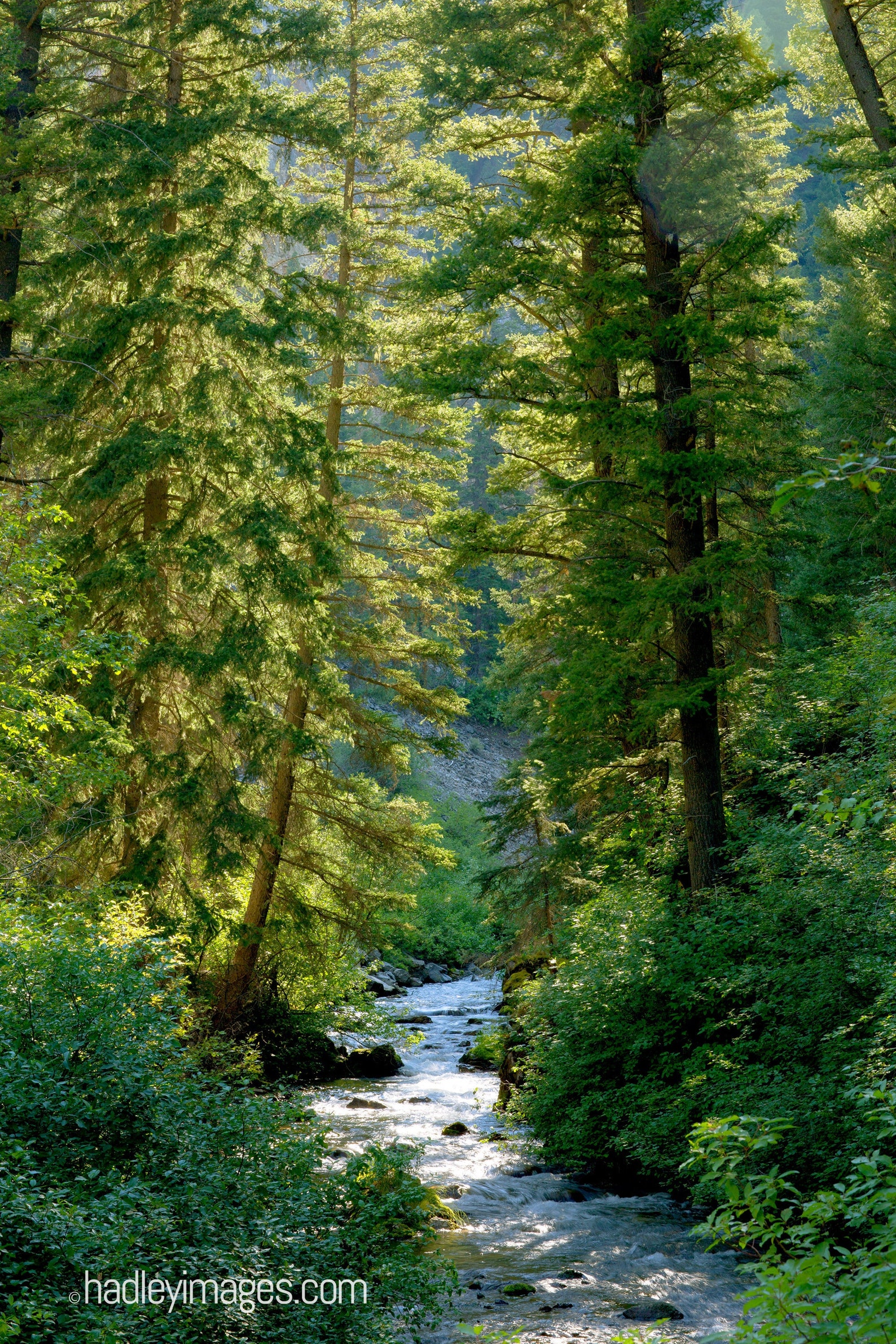 Landscape Photography Mountain Stream Photo Pine Trees and Stream ...