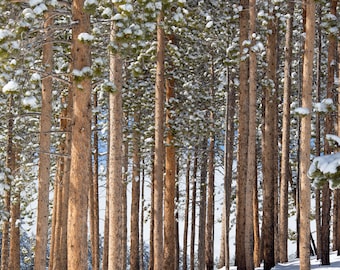 Rocky Mountain Park Snowy Pine Trees, Mountain Snowy Prints