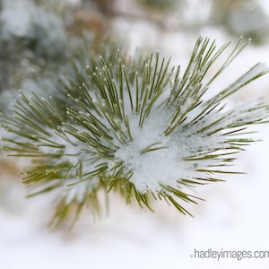 Pine Tree Snowy Pine Branch in Winter Snowy Pine Tree Nature Photography Wall Art