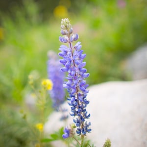 Wildflower Photography of Purple Lupine Photo of Purple Mountain Wildflower Wall Art