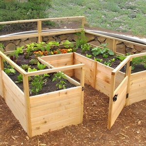 May include: A raised garden bed made of cedar wood with a wire mesh fence and a gate. The garden bed is divided into four sections, each with different plants growing in them.