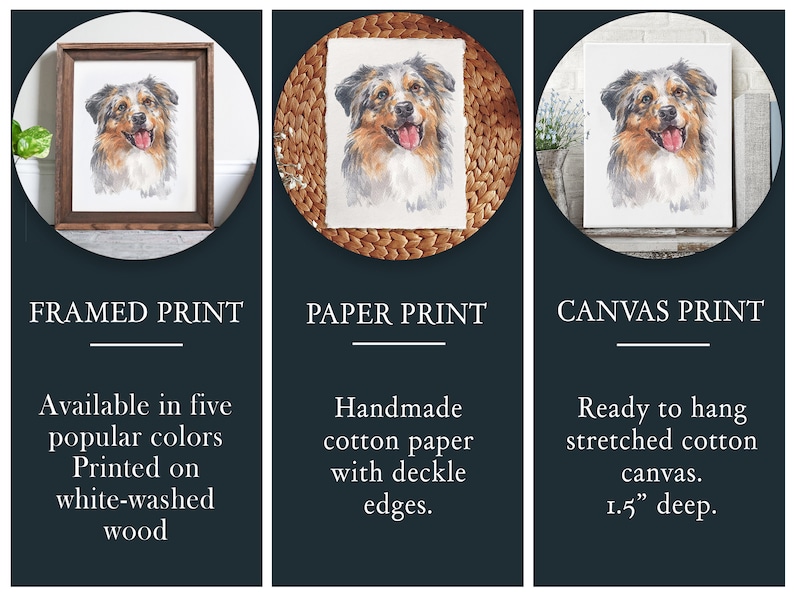 Op de afbeelding: Drie ingelijste prints van een aquarel van een Australian Shepherd hond. De prints zijn verkrijgbaar in ingelijste, papier- en canvasopties. De ingelijste print is verkrijgbaar in vijf populaire kleuren en is gedrukt op witgewassen hout. De papierprint is handgemaakt op katoenen papier met deckelranden. De canvasprint is klaar om op te hangen en is 3,8 cm diep.