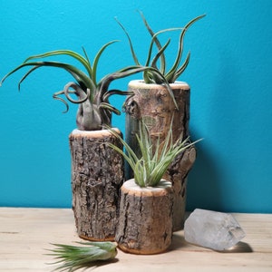 Air Plant Holder.  3 pack  - Small, Medium, Large | Includes Gift Bag