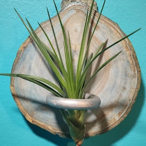 Air Plant Wood Holder [Designer Series - Baby Blue or Sunny Yellow]