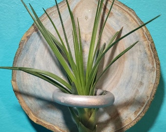 Air Plant Wood Holder [Designer Series - Baby Blue or Sunny Yellow]