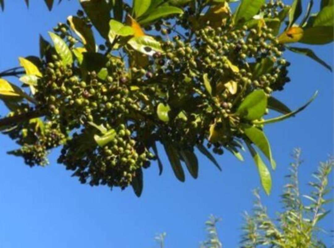 ALLSPICE Tree Grafted 34 Feet Tall Rare Tropical Fruit Tree Etsy