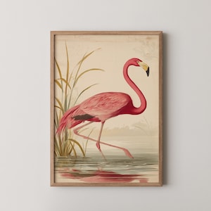 Vintage Flamingo Print John James Audubon Style Printable Wall Art Rustic Cottagecore Decor Vintage Tropical Bird Art Digital Download 559
