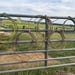 May include: Several coiled ropes of varying colors, including yellow, brown, and red, hang from a gray metal fence. The ropes are knotted to the fence, with a green field and cloudy sky in the background.