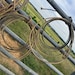 May include: Two coiled ropes, likely for roping, are draped over a metal fence. The ropes are a light brown color, and the fence is a dark gray. The background shows a field and a blue sky.