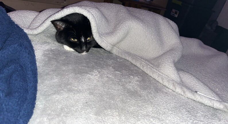 May include: A black and white cat with yellow eyes is curled up under a gray fleece blanket on a bed.