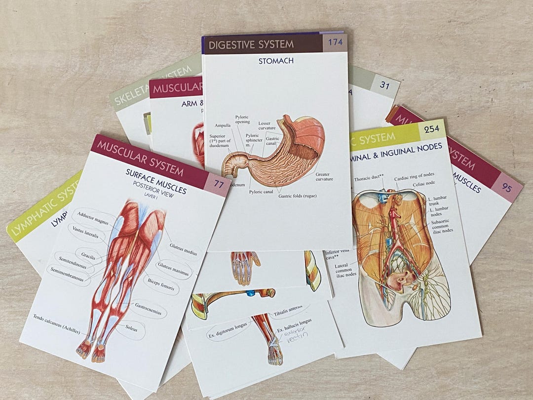 20 Anatomy Flash Cards Two-sided - Etsy