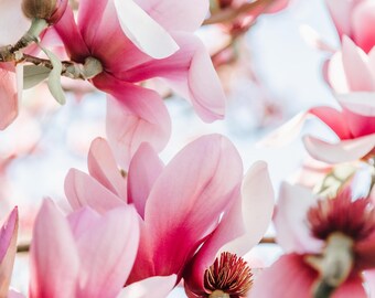 Magnolia Delight - DESCARGA DIGITAL A3