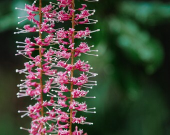 Flor de macadamia rosa - Descarga digital A3