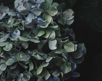 Flor de hortensia azul - DESCARGA DIGITAL A3