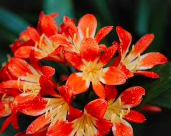 Clivia miniata Naranja - DESCARGA DIGITAL A3