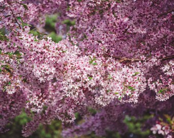 Flor de cerezo - DESCARGA DIGITAL A3