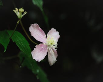 Clemátide rosa - Descarga digital A3