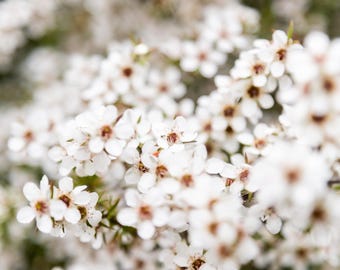 Arte botánico de la flor de Manuka - Descarga digital A3