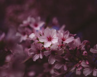 Flores de primavera - Descarga digital en formato A3