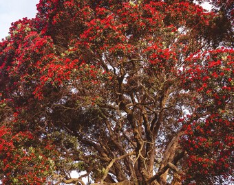Viejo árbol Pohutukawa - DESCARGA DIGITAL A3