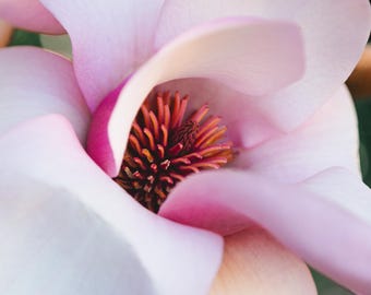 Magnolia Heart - DESCARGA DIGITAL A3