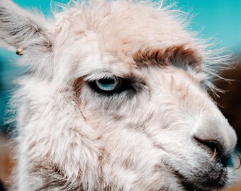 Alf la Alpaca - DESCARGA DIGITAL A3