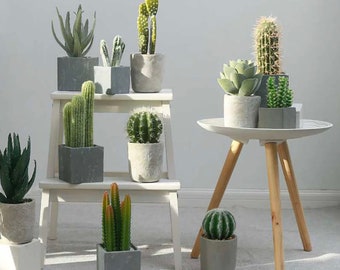 Artificial Indoor Cactus Variety, Realistic Cactus Succulent, Minimalist home decor
