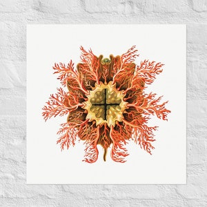 May include: A detailed illustration of a red and orange sea anemone with a cross-shaped center. The anemone has a radial symmetry and is surrounded by a white background.