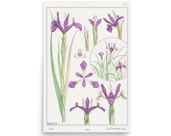 Iris from La Plant et ses Applications Ornamentales (1896). Poster by Maurice Pillard Verneuil