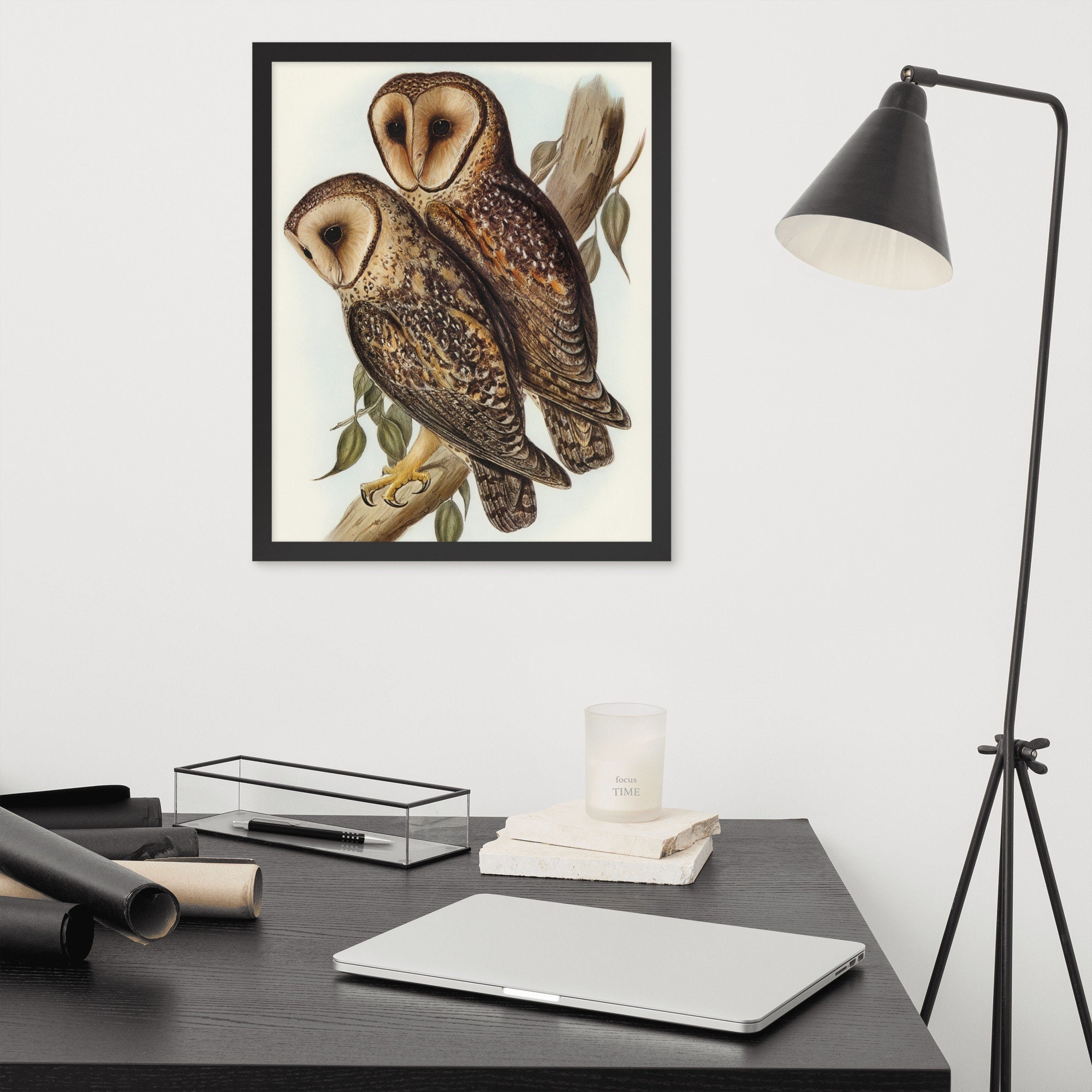 Masked Barn Owl (c.1830's) Reproduction Framed Poster by Elizabeth Gould. From Birds of Australi