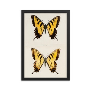 Eastern Tiger Swallowtail (1900) Reproduction Framed Poster by Sherman F. Denton. From Moths and Butterflies of the United States