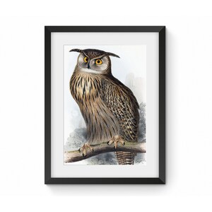 Owl Artwork | Illustration – Framed Print, Canvas