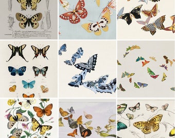 Vintage Schmetterling Illustration, Schmetterling Druck, Leinwand, Poster, Wandkunst, druckbare, digitaler Download, Digitaldruck