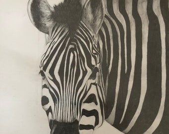 Zebra Head pencil drawing