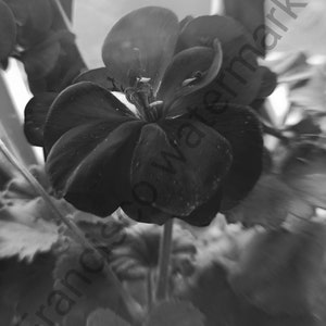 Flower Black and White