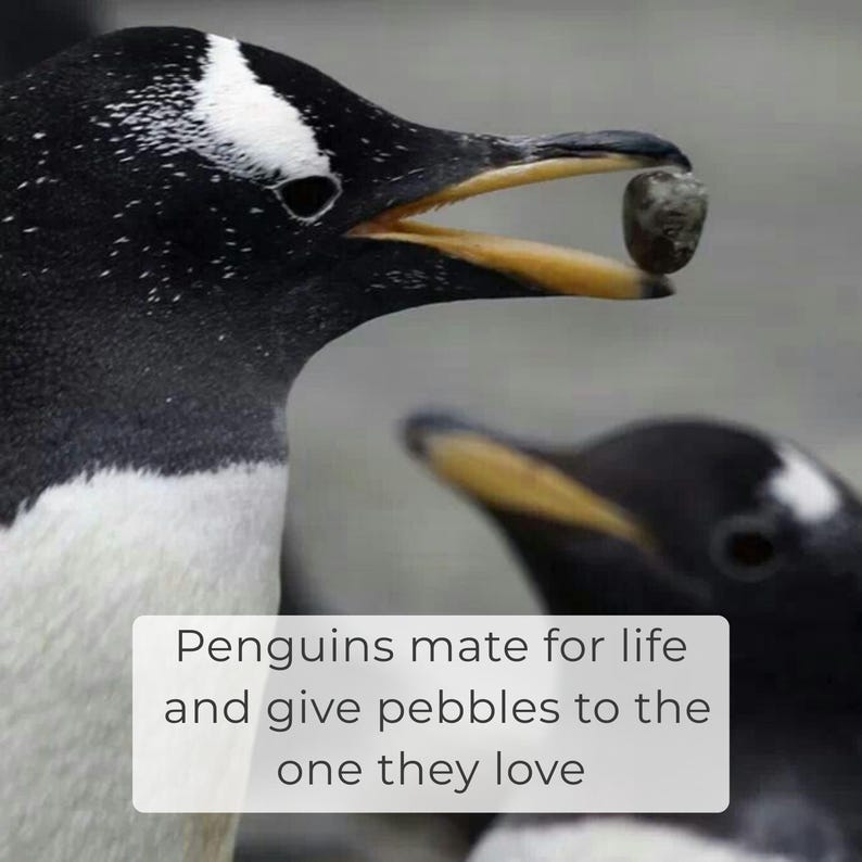 May include: A close-up of two penguins, one holding a small stone in its beak. The penguin's black and white plumage is visible, with a yellow beak. Text on the image reads: "Penguins mate for life and give pebbles to the one they love."