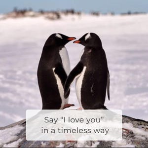 May include: Two penguins, with black and white plumage and orange beaks, stand close together on a snowy surface. The penguins appear to be touching, with the text "Say 'I love you' in a timeless way" in a white box.