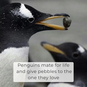 May include: A Gentoo penguin with a black and white head and a yellow-orange beak holds a small gray pebble in its beak. Below the penguin, a white rectangular box contains the black text: Penguins mate for life and give pebbles to the one they love.