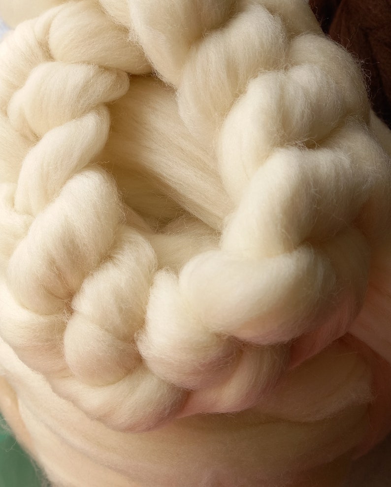 South German Merino in the comb image 2