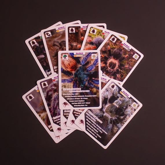 tarantula pokemon card Arachnifiles Arachnicards (24 Cards)