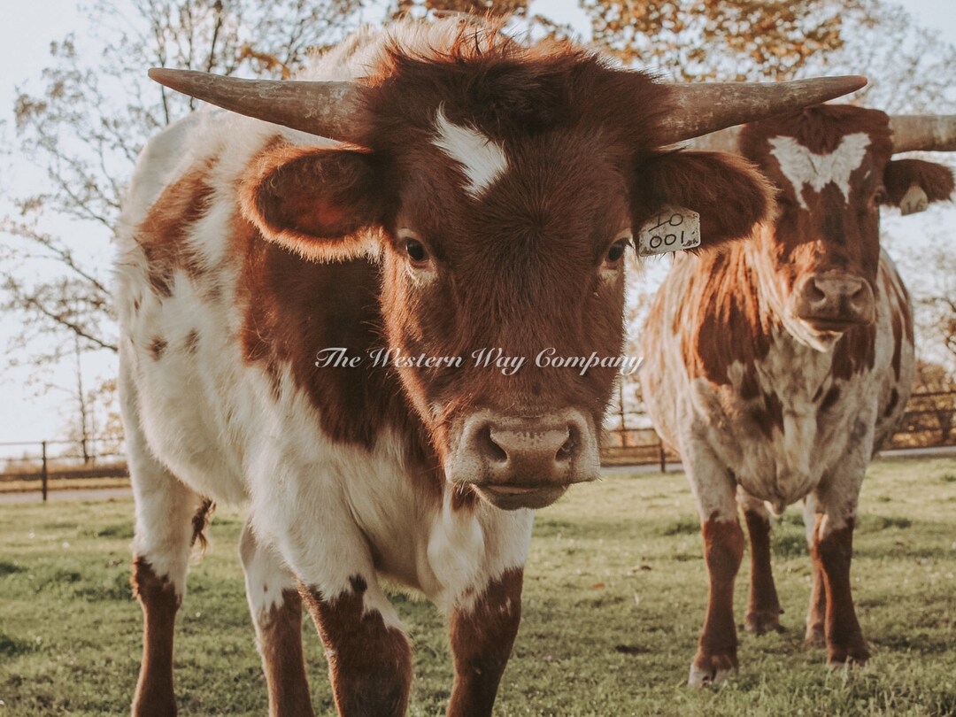 Longhorn Wall Decor, Longhorn Print, Western Decor, Western Wall Art