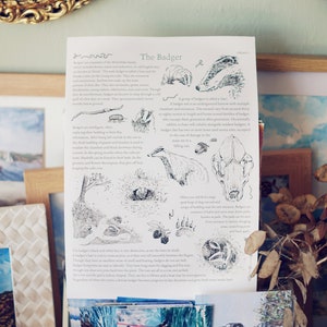 Badger Fact Sheet - Geïllustreerde Poster - Engels Woodland Wildlife
