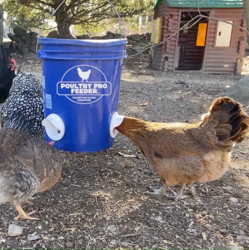 Poultry Pro-matare med enkel port bild 4