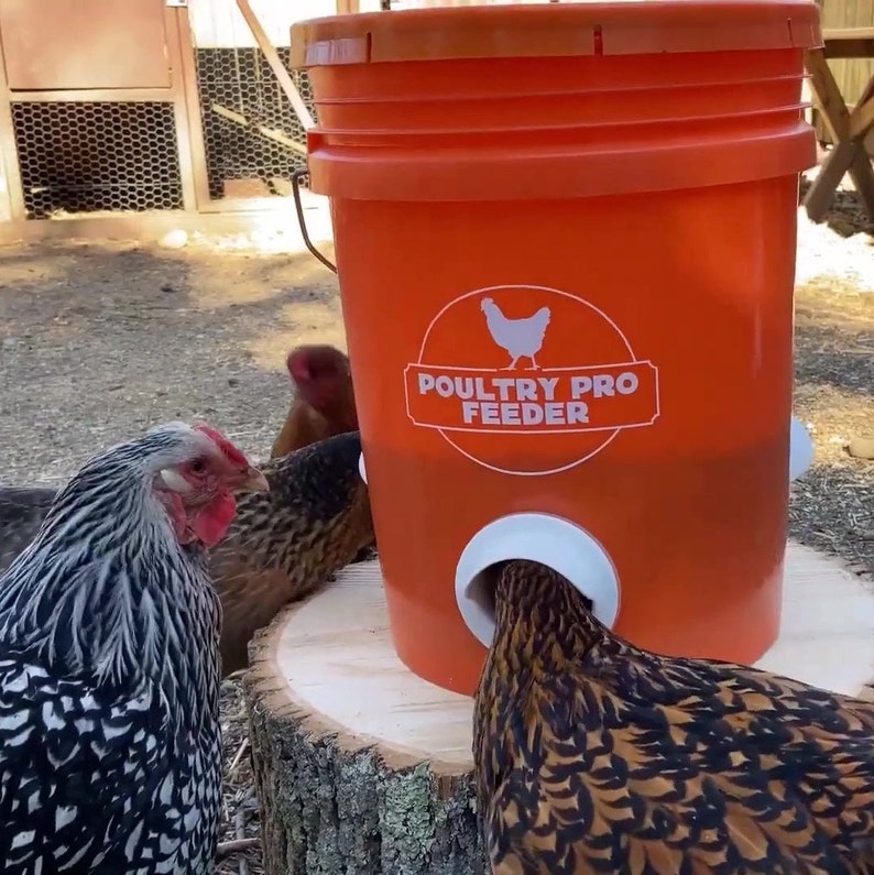 Poultry Pro-matare med enkel port bild 6