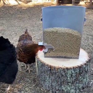 Poultry Pro-matare med enkel port bild 3
