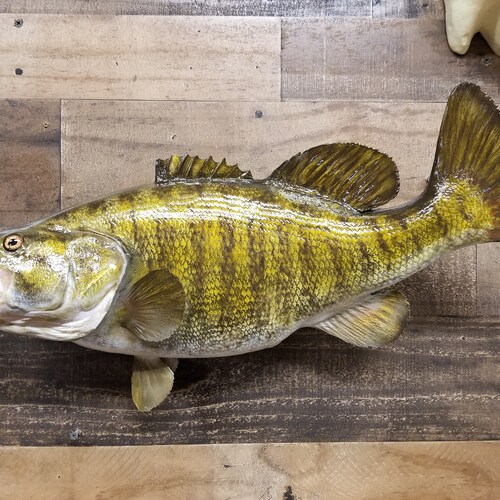 Largemouth Bass Replica Premium Fish Replicas Etsy