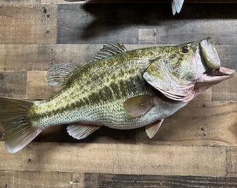 Largemouth Bass Replica, Premium Fish Replicas. 13 lbs.