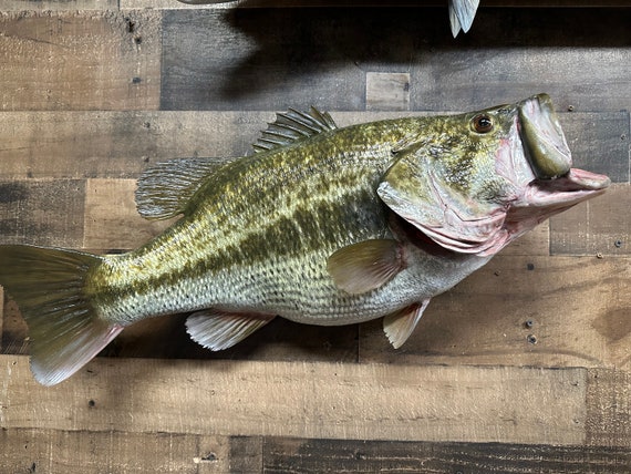 Largemouth Bass Replica, Premium Fish Replicas. 13 Lbs. -  Canada
